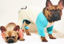 Photo of Things to know before buying clothes for frenchie dogs