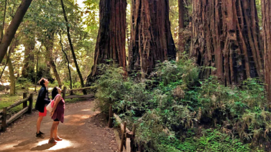 Photo of 4 Ways to Experience the Giant Redwoods