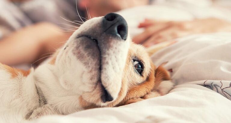 Top-15-Reasons-You-Should-Adopt-Dog-Sleep_RescueDogs101