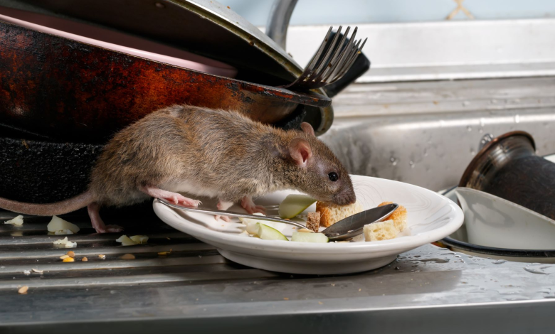 Photo of The Benefits of Professional rodents Management